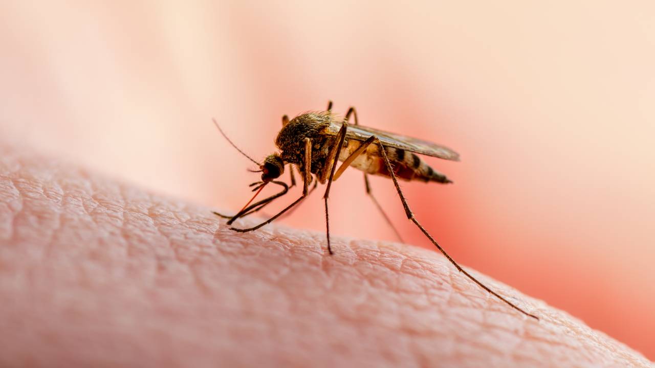 Can mosquitos spread coronavirus?