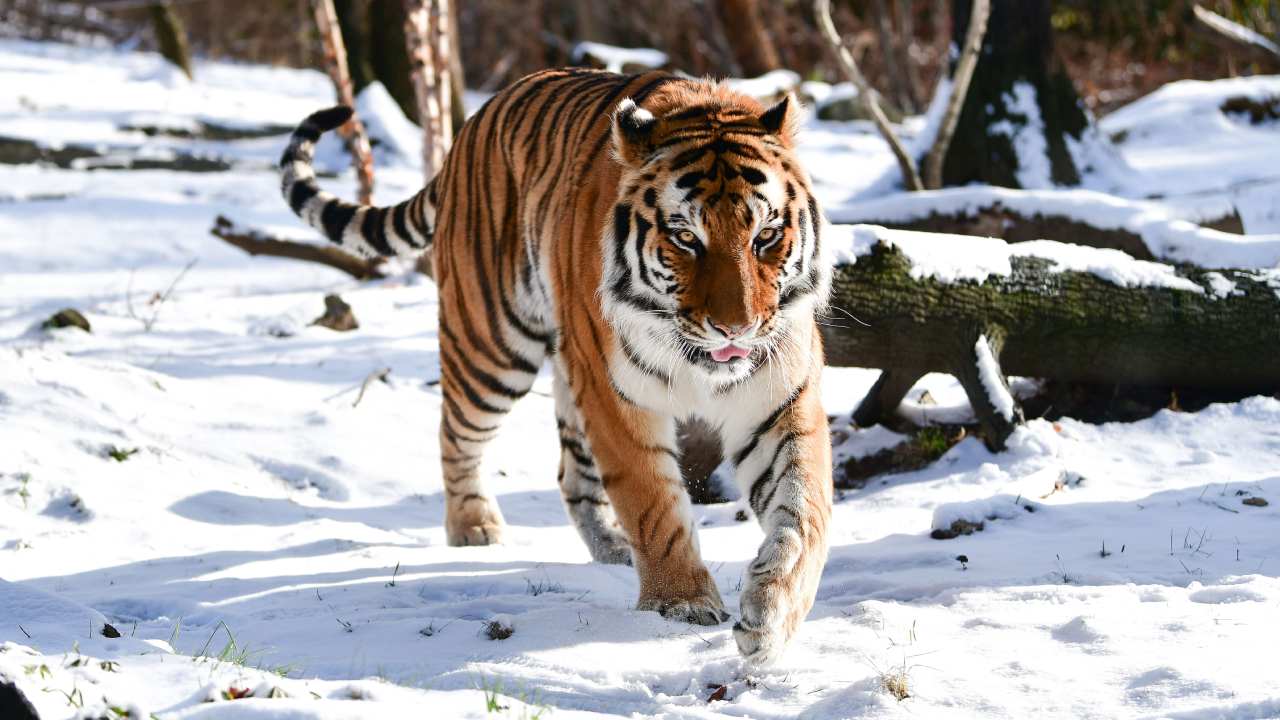 Heartbroken zoo announces tiger tested positive for coronavirus