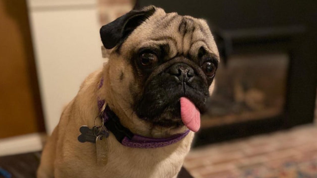 Family’s shock as pet pug tests positive for COVID-19 
