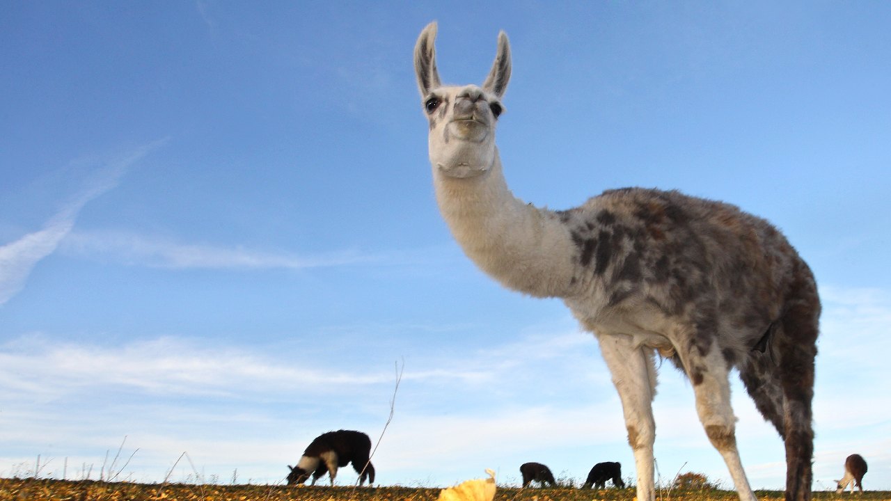 Strange but true: How llamas could help us defeat COVID-19