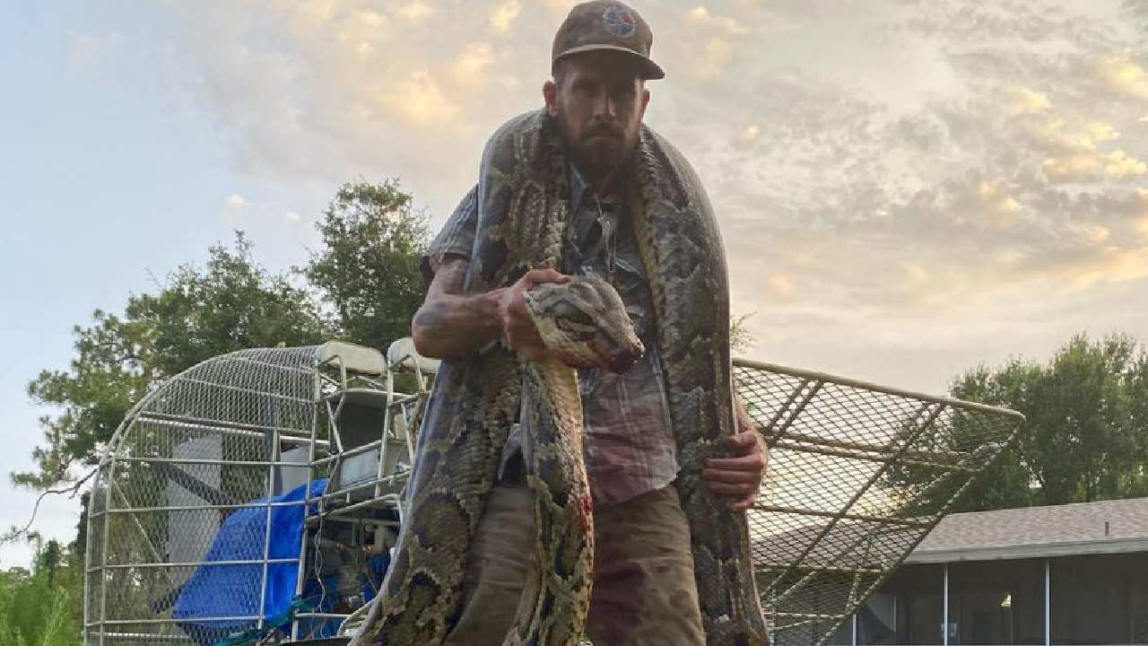 Florida man goes head to head with five-metre python in terrifying battle