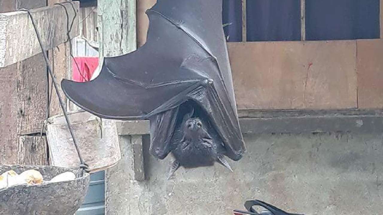“Human-sized” bat leaves people horrified