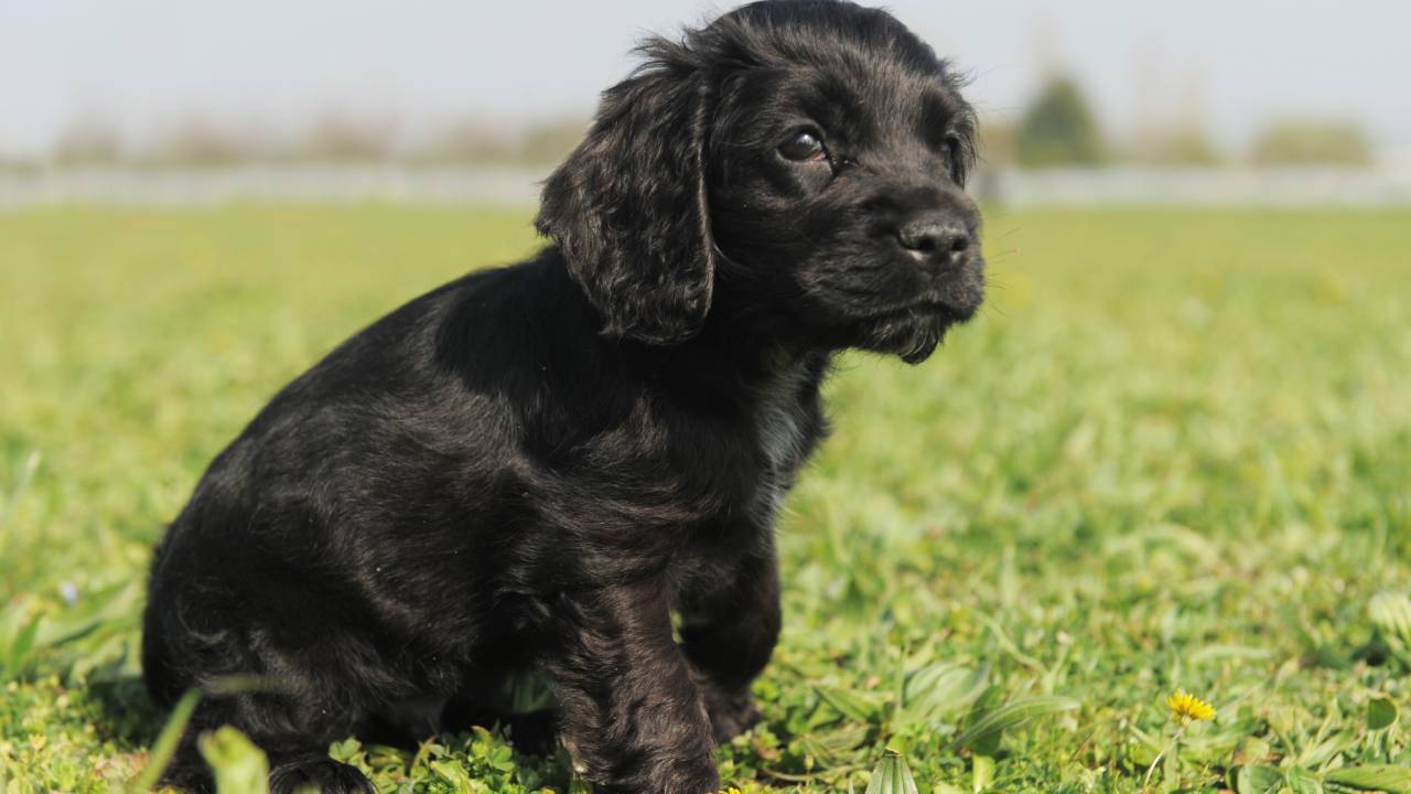 Thieves steal litter of seven cocker spaniels worth $4000 each