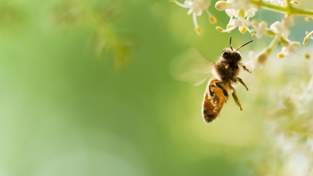 Air pollution could be making honey bees sick