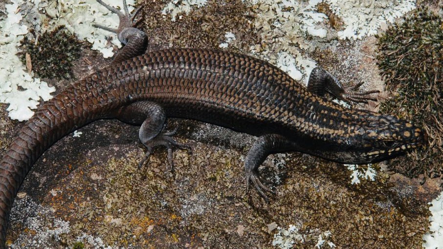 Science gave this rare lizard a name – and it may already be headed for extinction