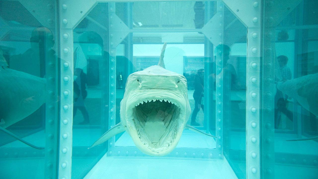 A dead shark in formaldehyde