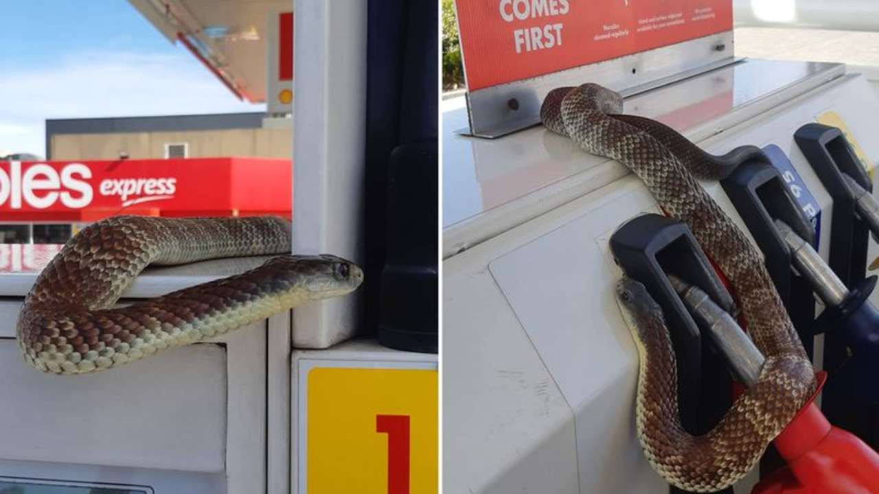 Deadly tiger snake found hanging around petrol tank