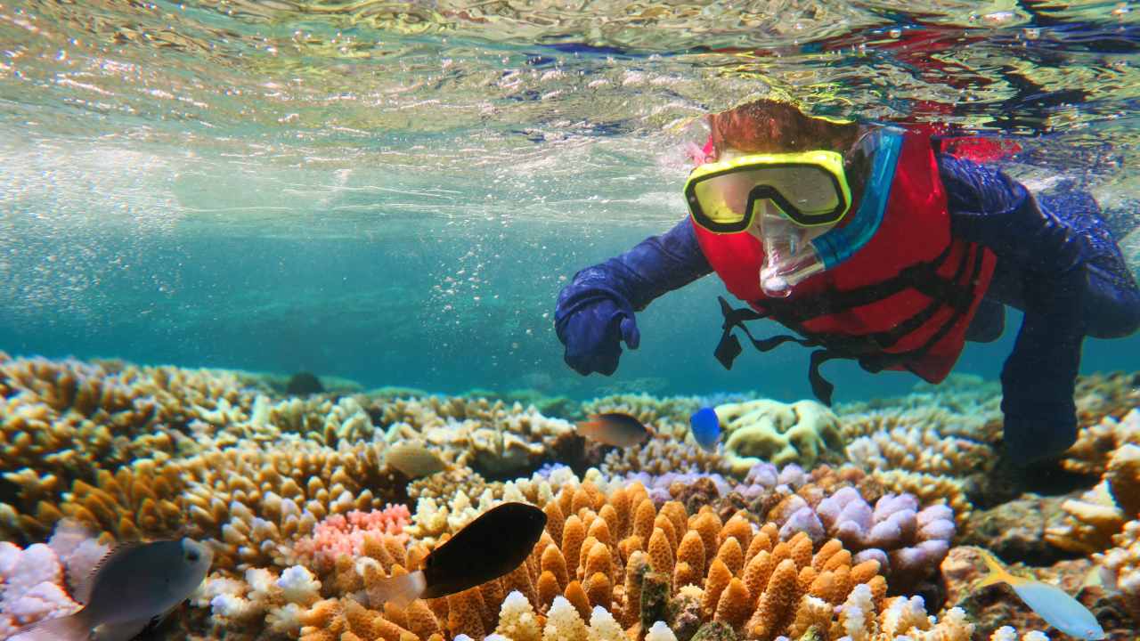  The first step to conserving the Great Barrier Reef is understanding what lives there