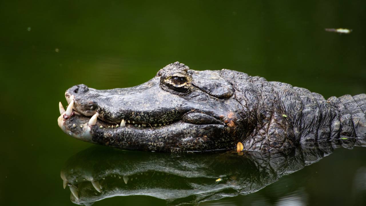 Swimmer bitten on head by saltwater crocodile