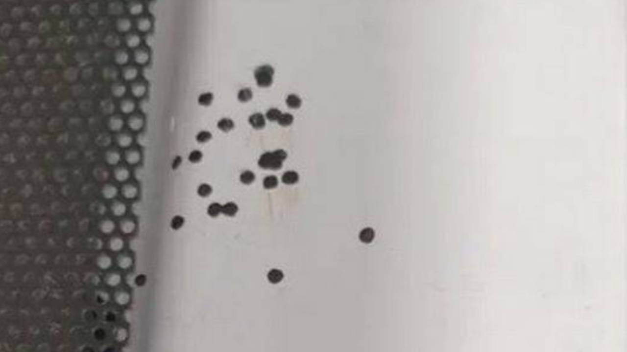  The horrifying reason for the tiny black dots in your kitchen