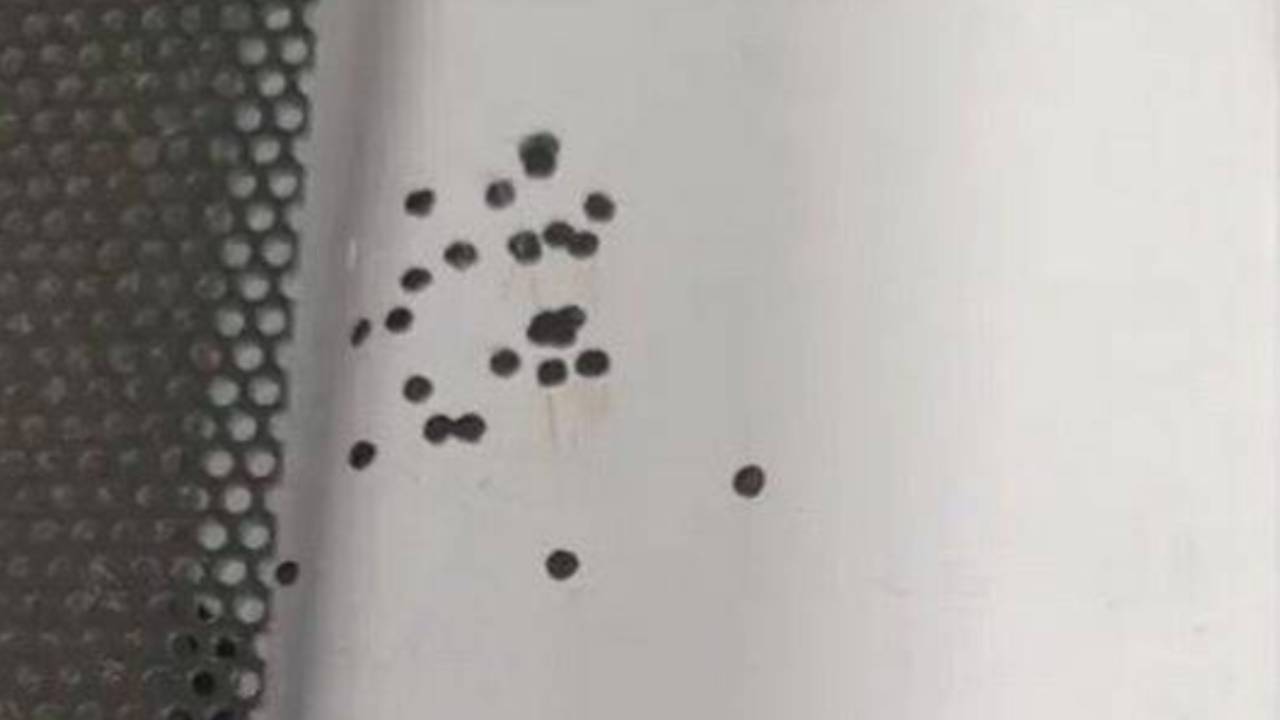 Terrifying truth behind tiny black dots that pop up on your ceiling and  kitchen tiles