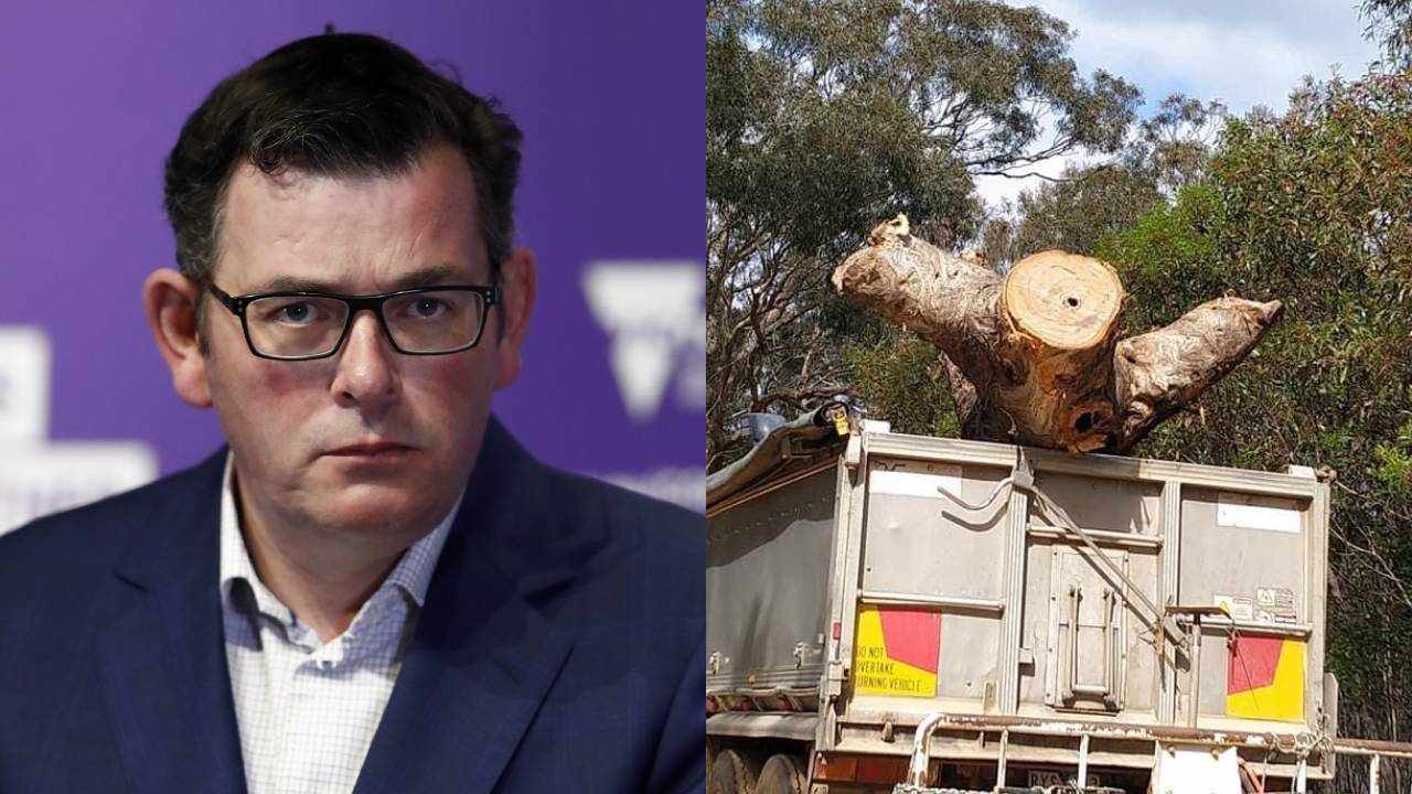 Sacred tree felled while the rest of Victoria celebrates