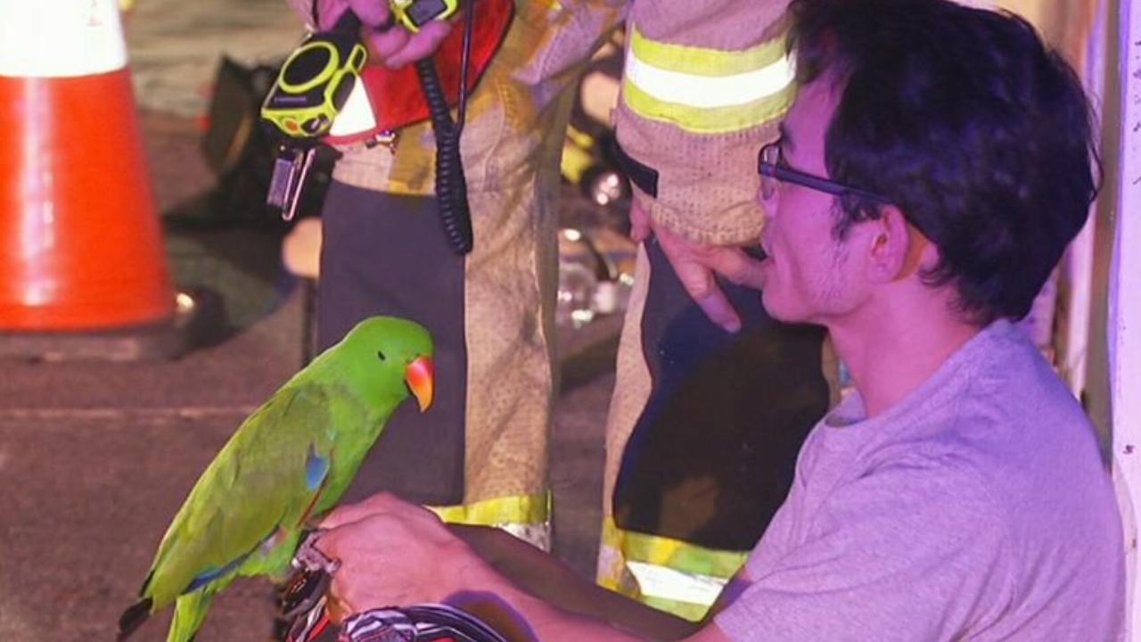 Parrot alerts owner to fire tearing through his home ...