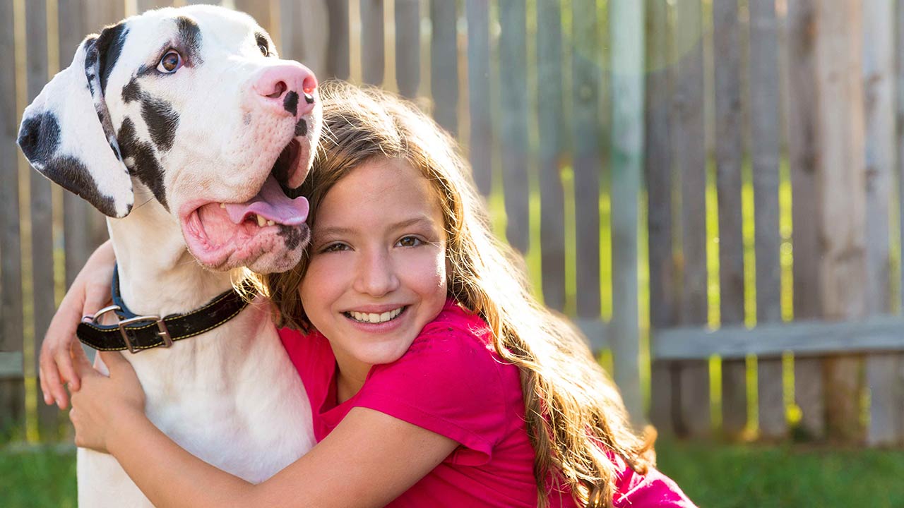 Great Dane