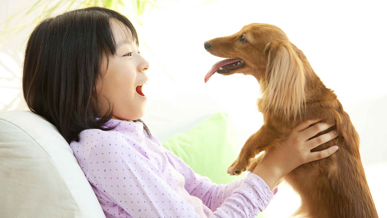 Dachshund