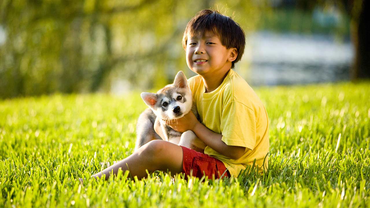 Alaskan Klee Kai