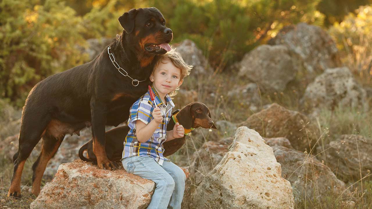Rottweiler