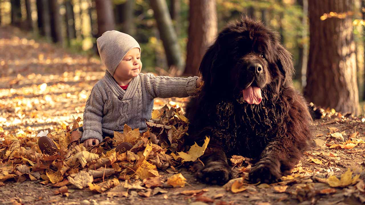 Newfoundland