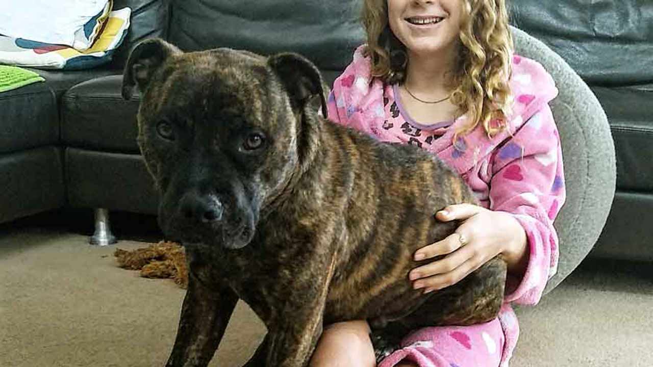 Staffy