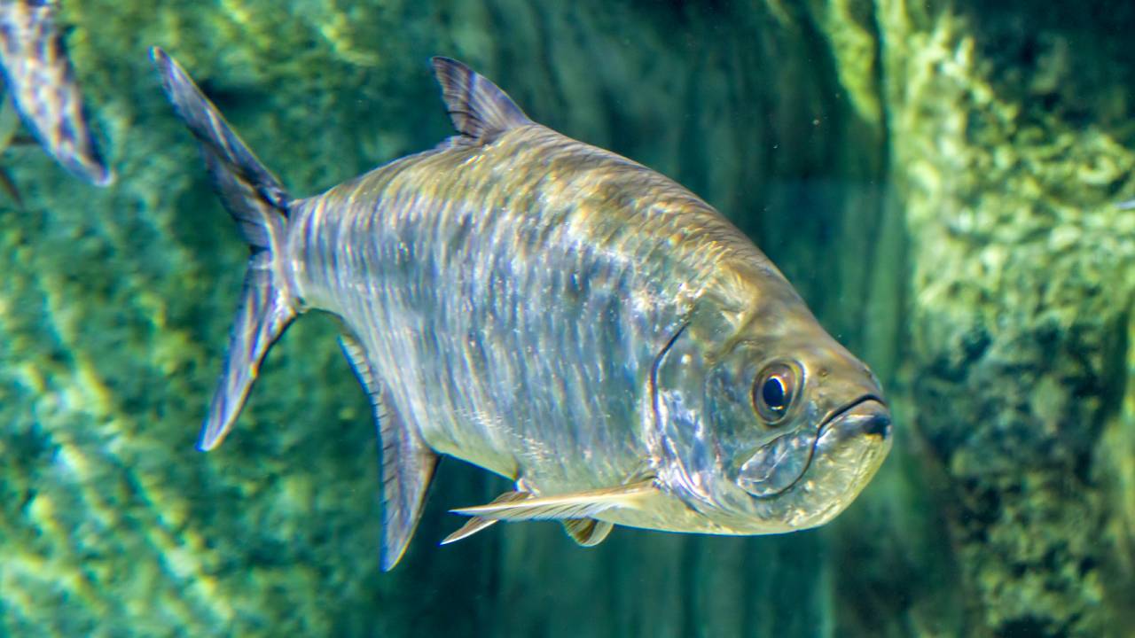 Million dollar fish released into Sydney Harbour