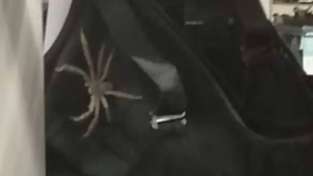 Woman finds giant spider inside bra while shopping at Kmart - NZ