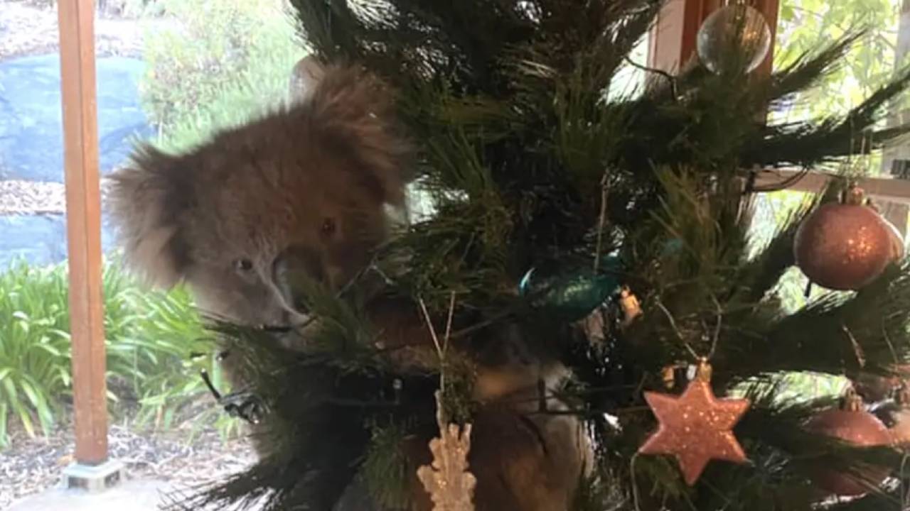 Family in Adelaide discover hilarious holiday surprise