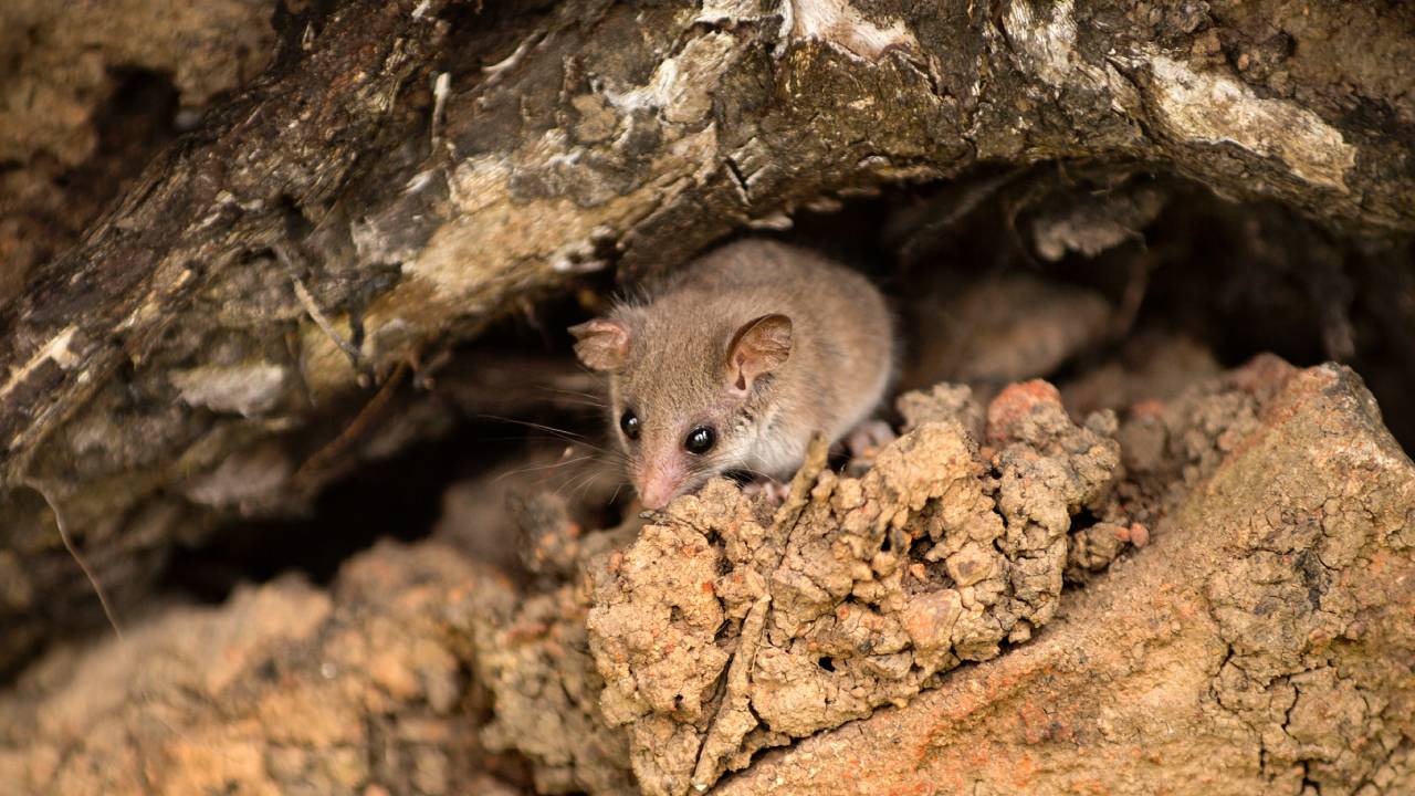 Little pygmy possum discovered on Kangaroo Island after devastating bushfires