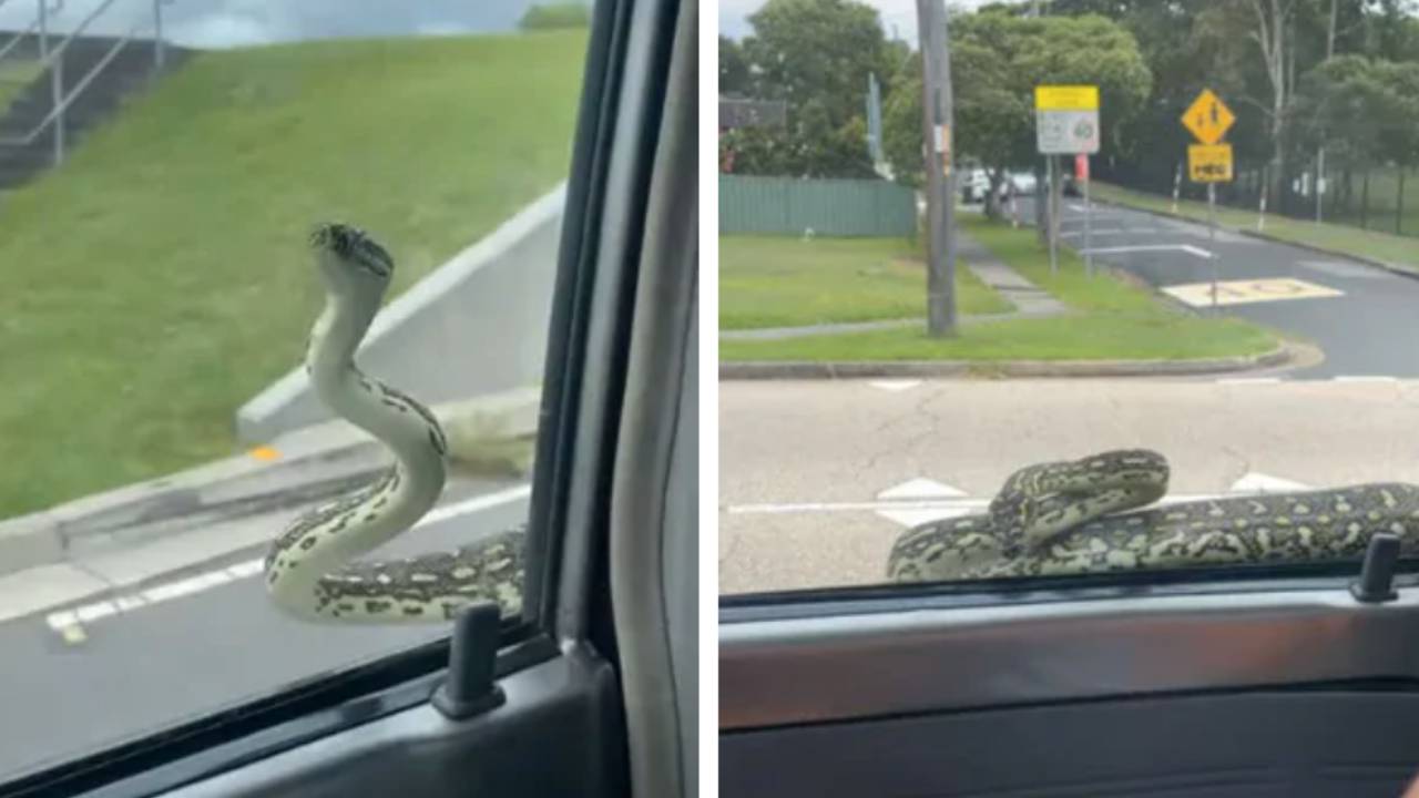 Huge snake hitches a ride on moving car 