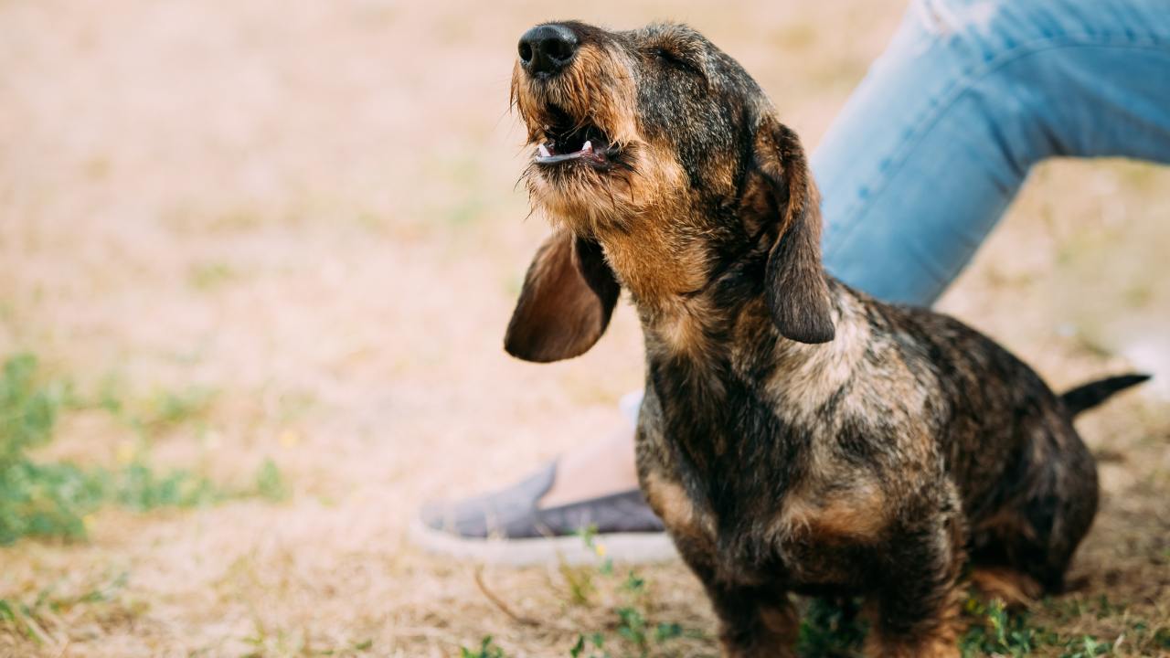 "Rude" note about barking dog divides internet