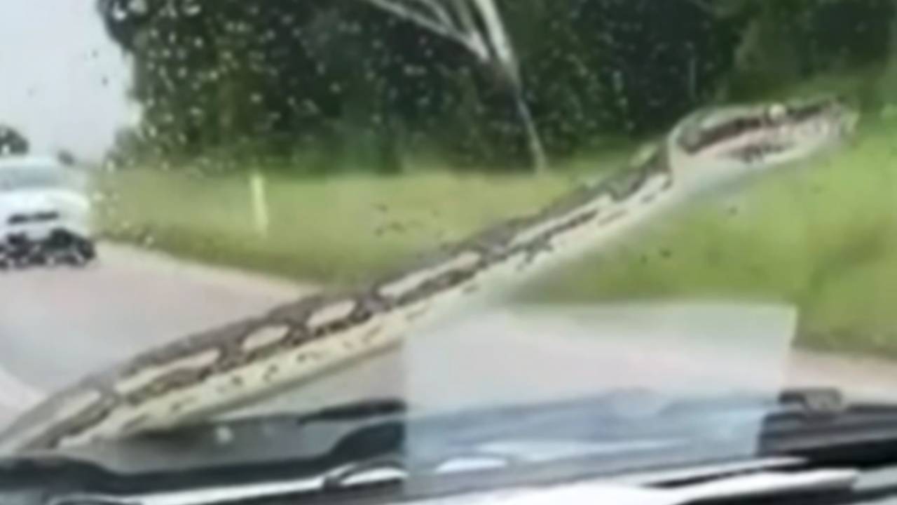 Couple's heart-stopping moment as snake hitches ride on windscreen