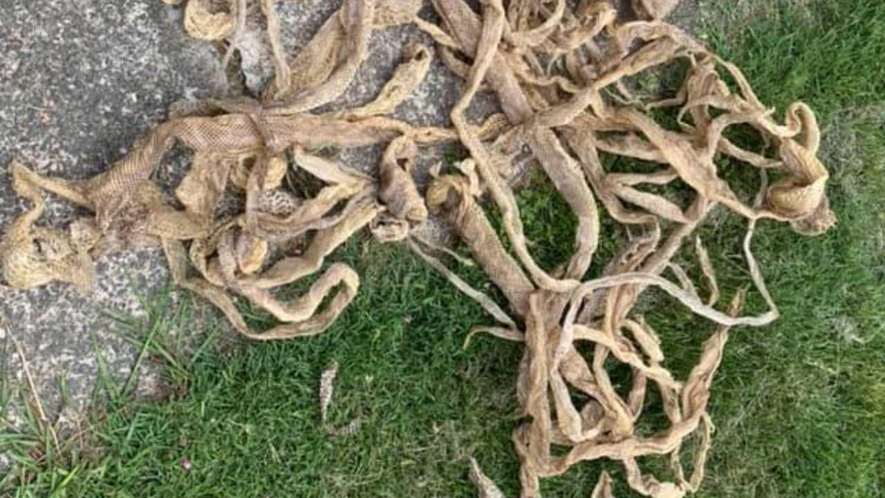 "Never seen anything like it": Snake catcher's horrific find in family home