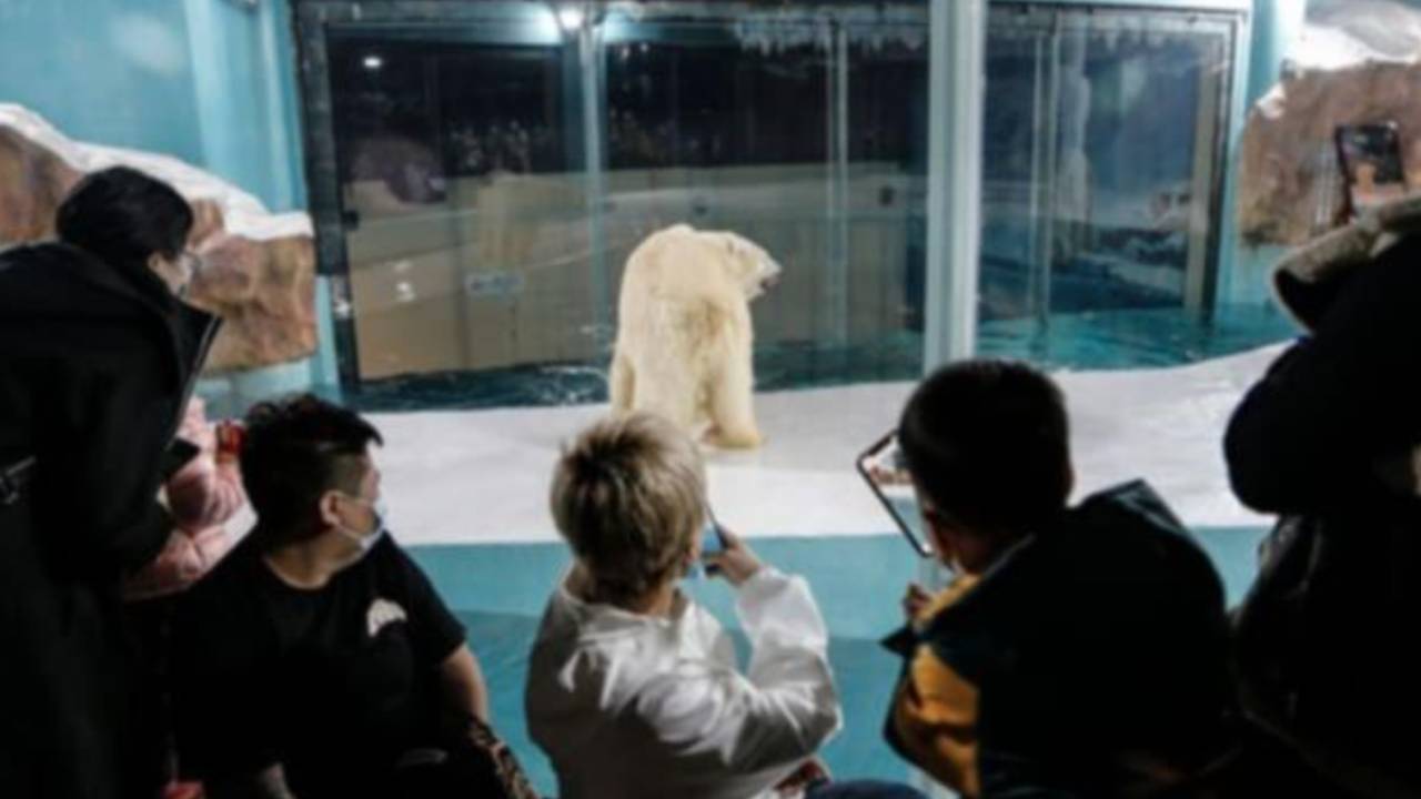 New "Polar Bear Hotel" in China sparks outrage