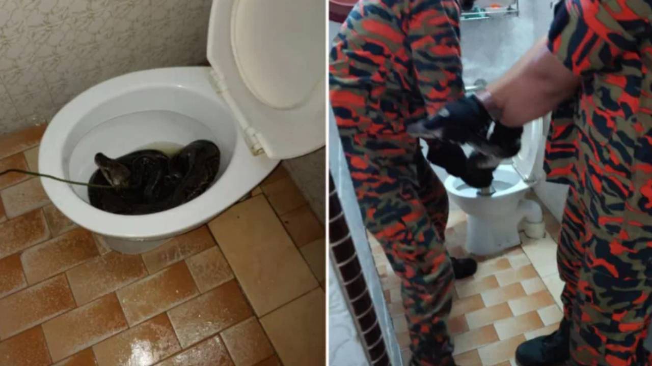 "Crazy": Terrifying three-metre find clogging up toilet