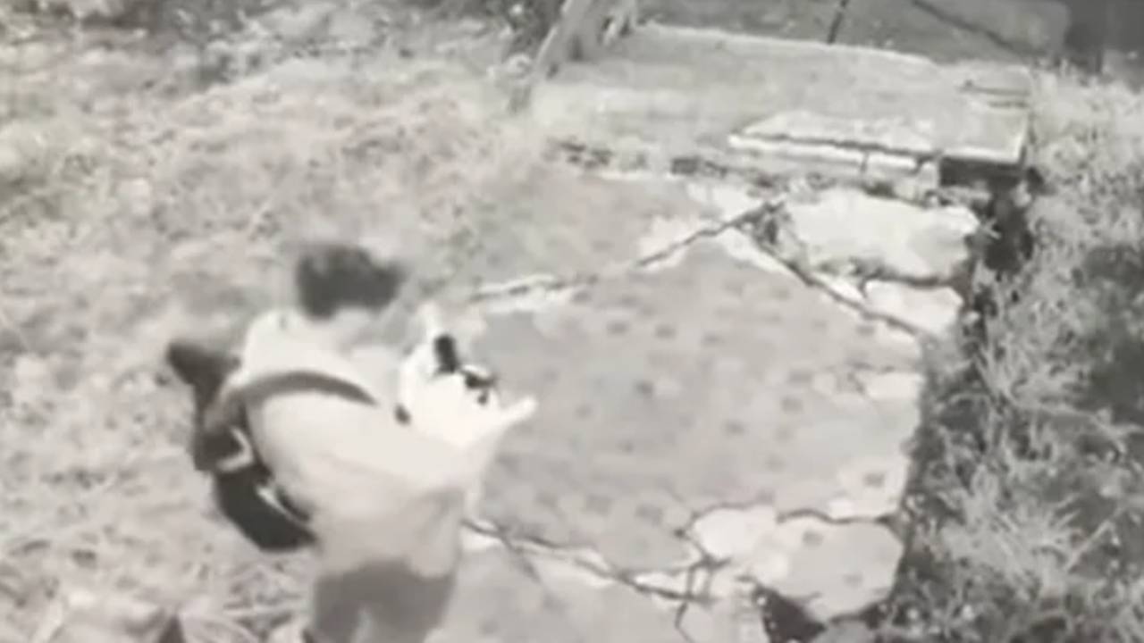 Brazen cat thief captured red-handed on camera