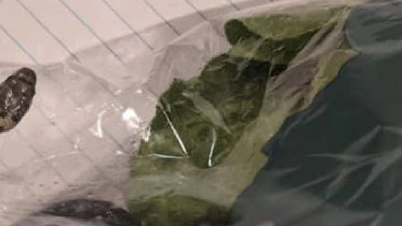 Sydney mum’s unbelievable find in lettuce bag