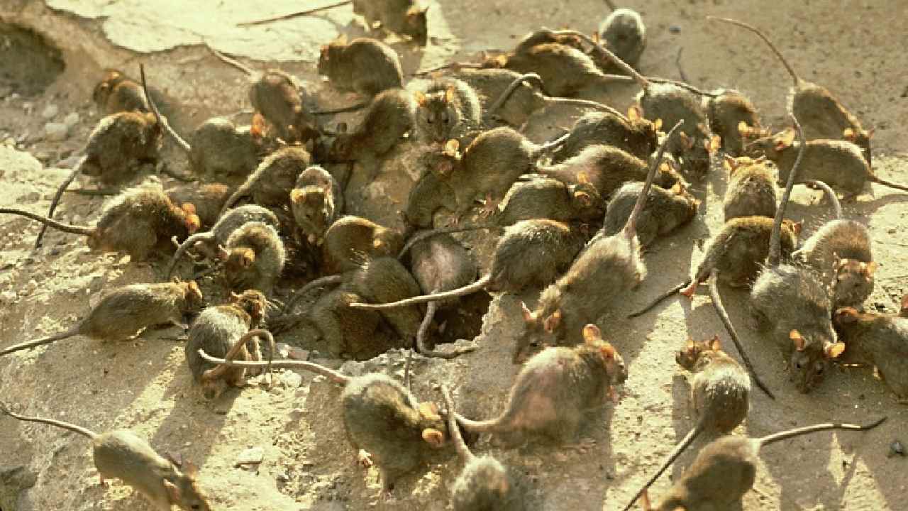 Disastrous mouse plague set to hit Sydney in just weeks