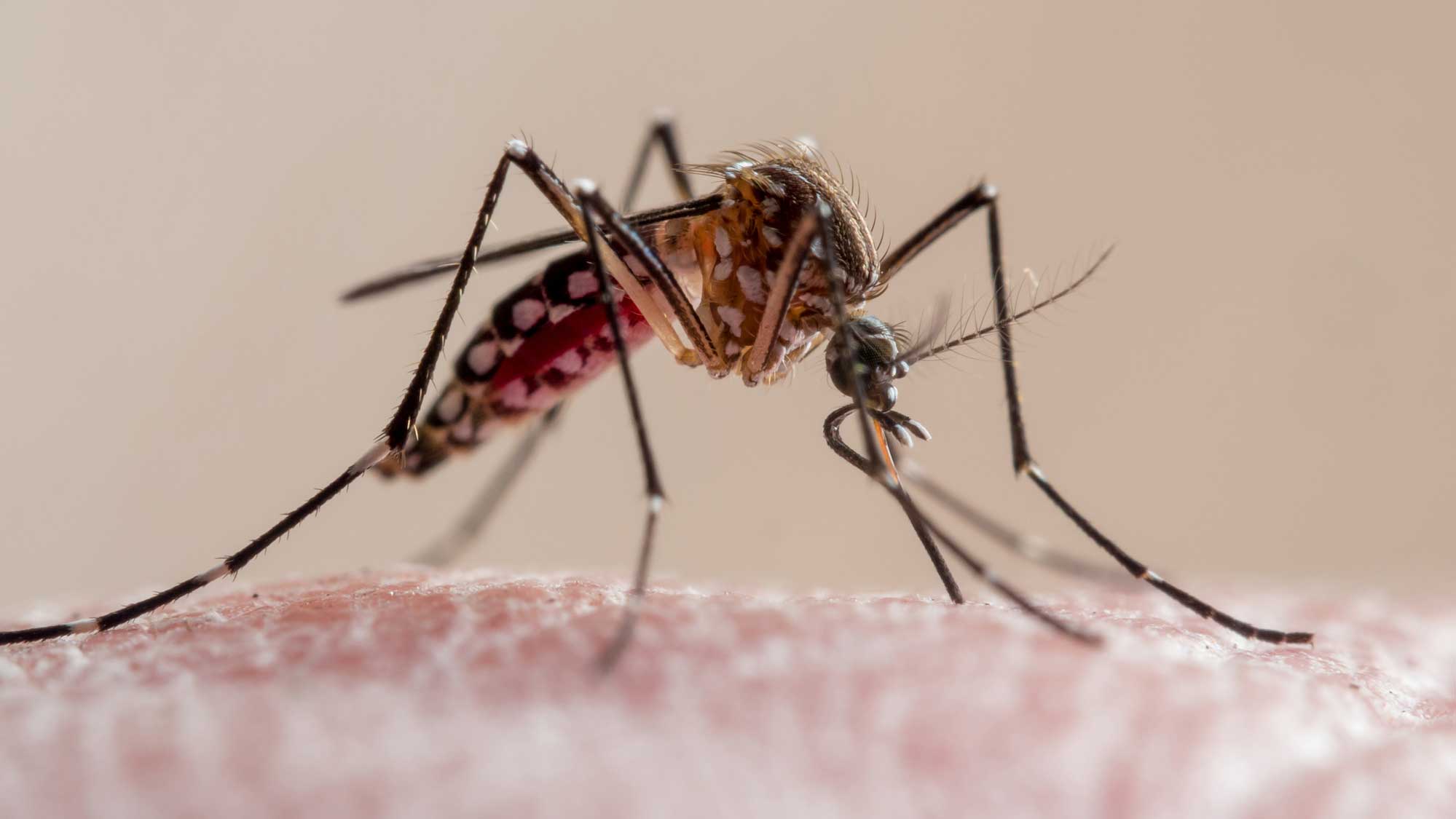Malaria found in new hiding place in the body