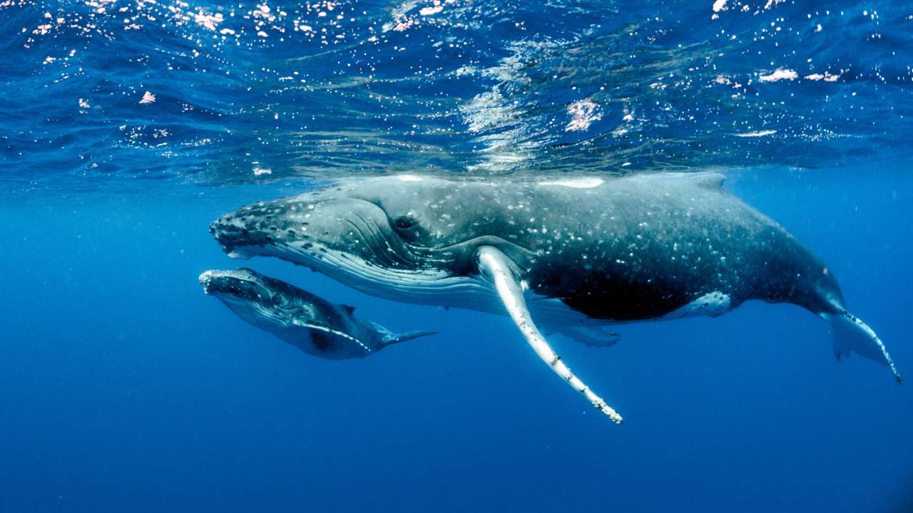 Humpback whales have been spotted ‘bubble-net feeding’ for the first time in Australia