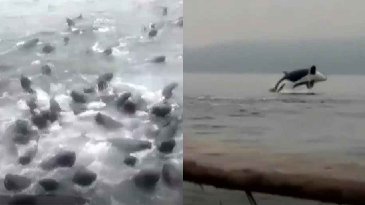 Panicked sea lions almost sink fishing boat