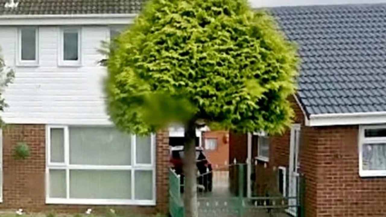 Petty neighbourhood dispute over tree