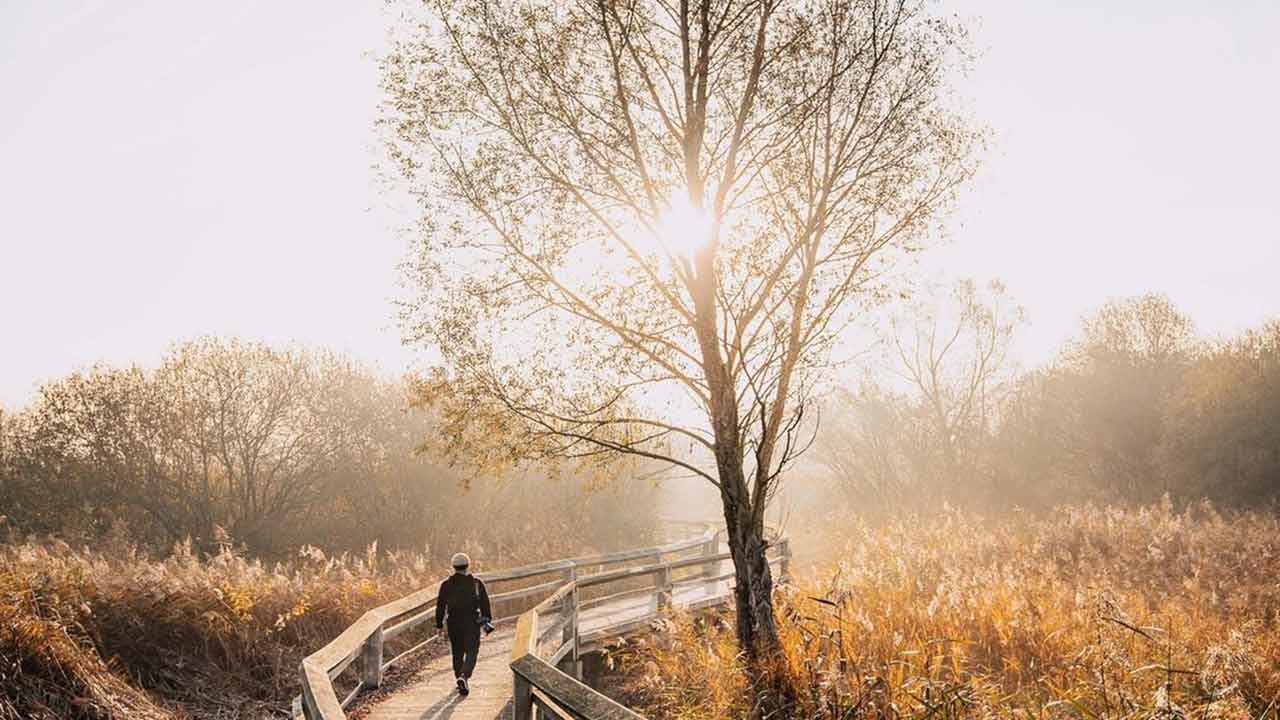 Germans turn to the woods for mindfulness