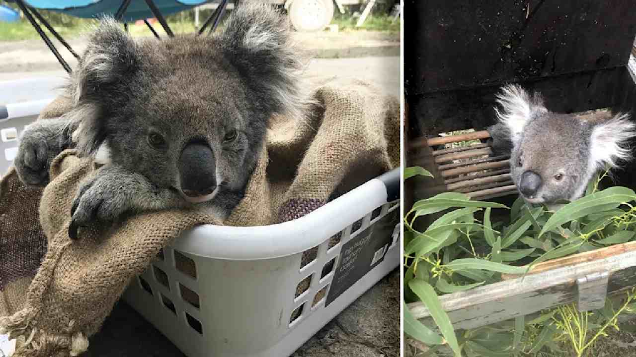 Adorable koalas rehomed after over-eating trees 