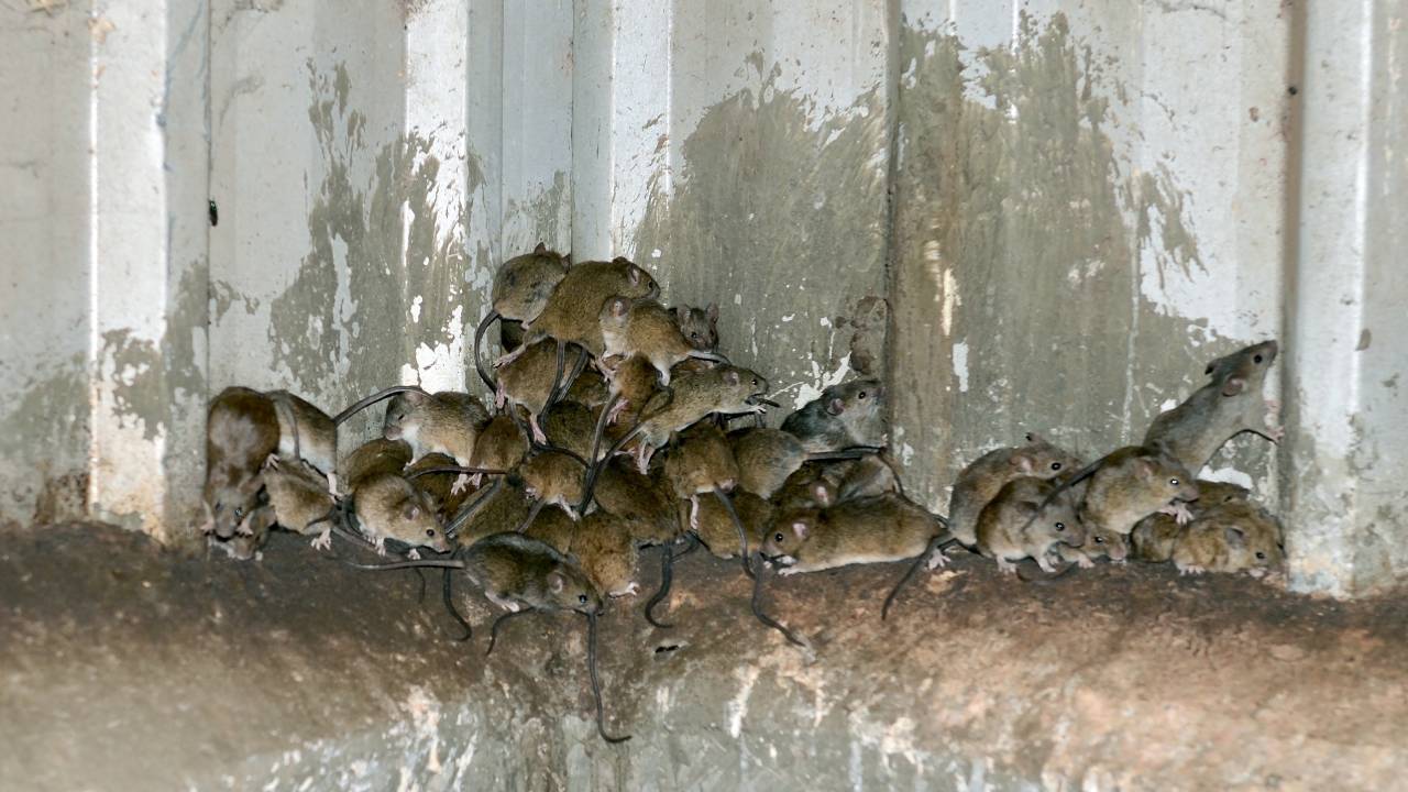 Farmers fear mice plague could explode again