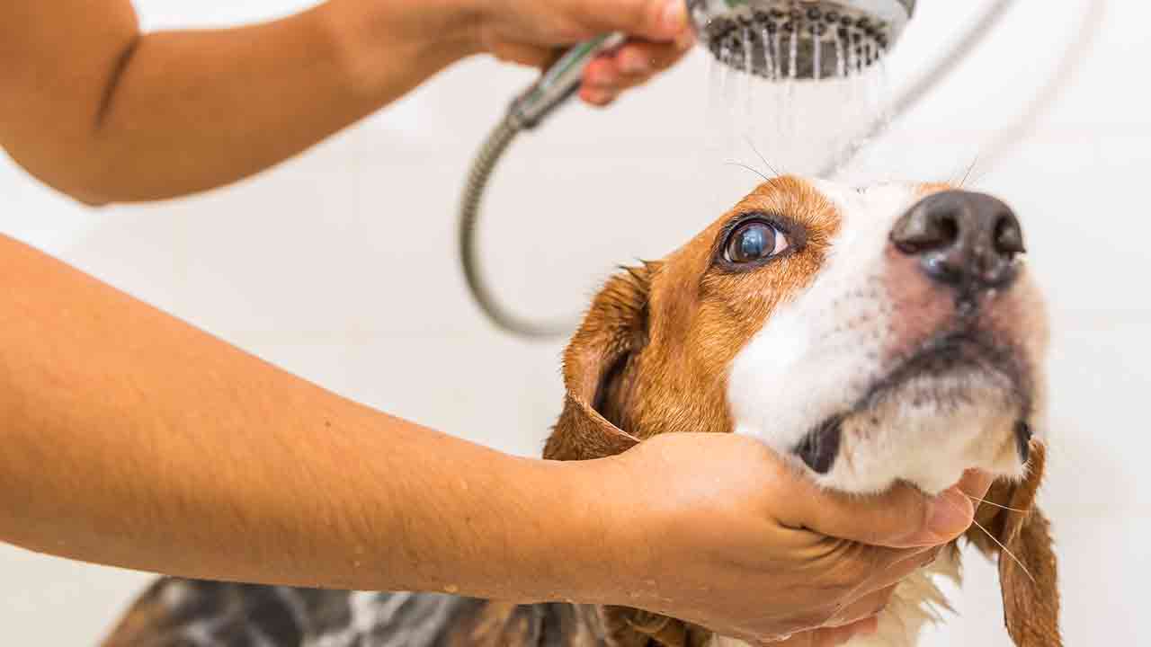 A dog groomer’s autocorrect fail has owner reeling