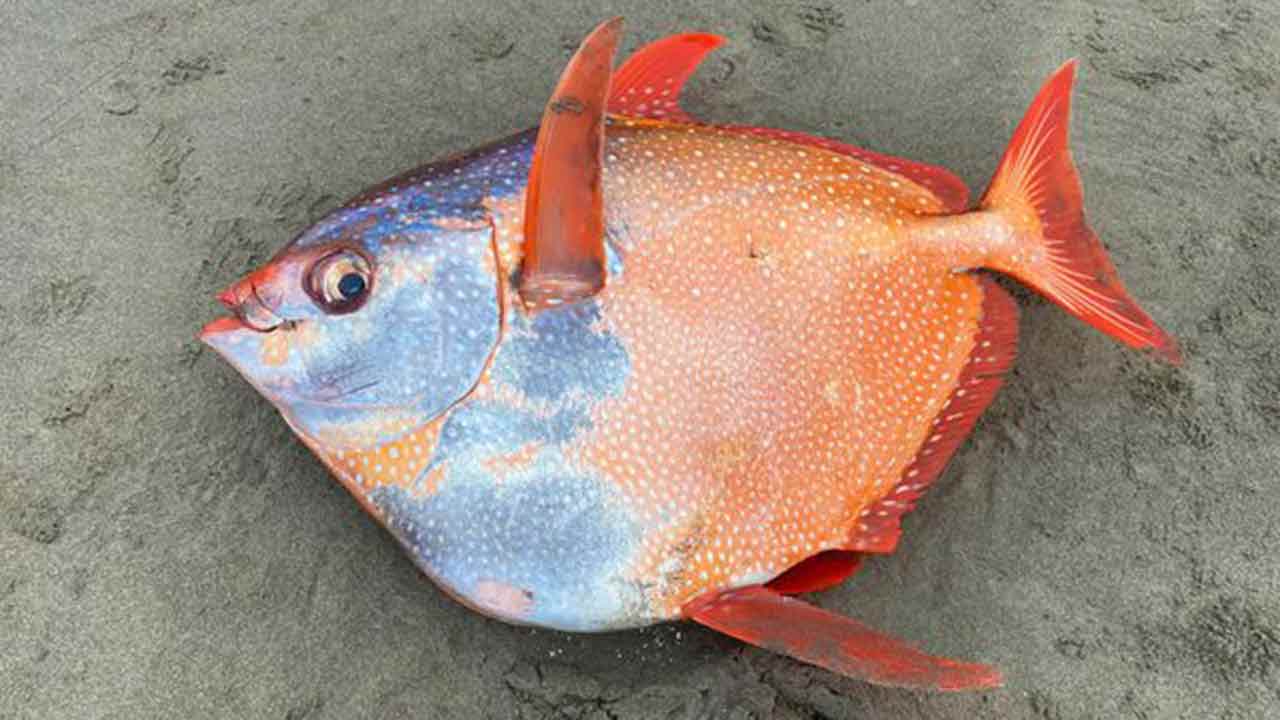 Surprise discovery of huge tropical fish on US beach