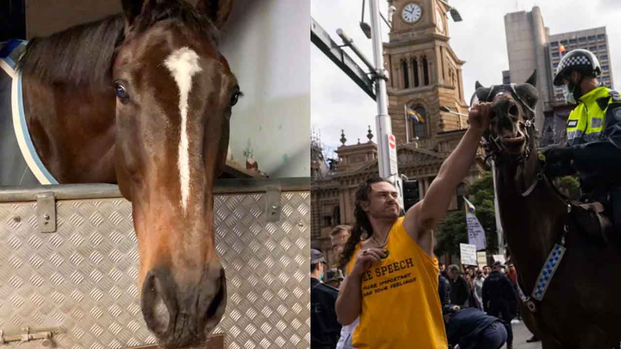 Police horse is “doing well” after alleged attack