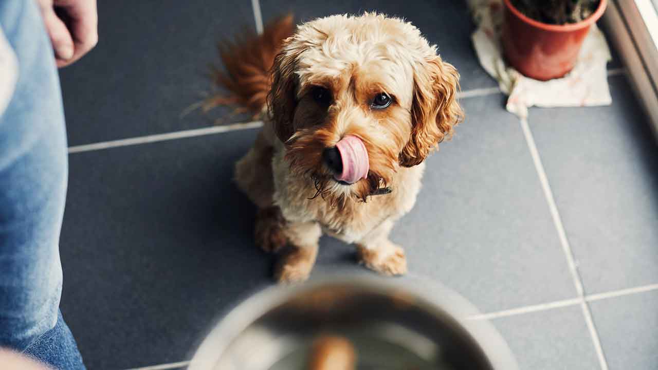 Urgent warning over deadly pet food