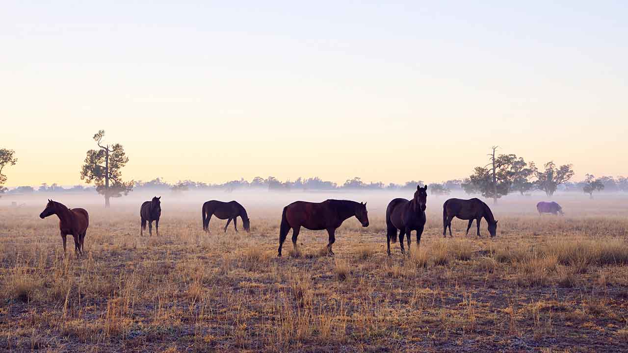 Man charged over mass horse shooting