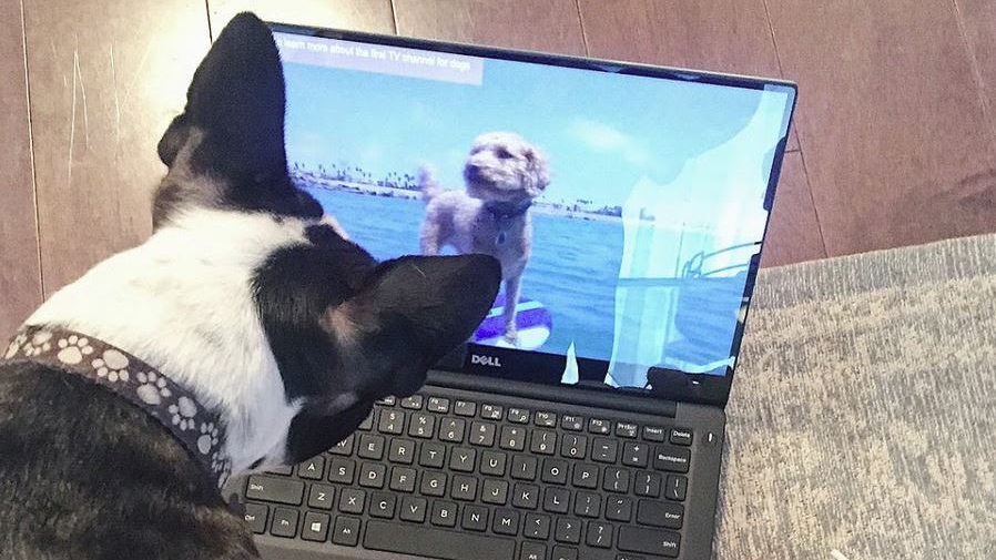 Keep your dog entertained with DOGTV