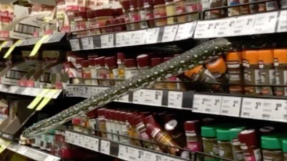 Woolworths shopper finds python snake in the spice section